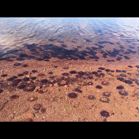 Meet your Posher, Lydia - Picture 1 of 1